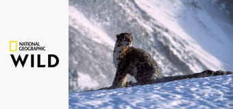 Снежный барс Афганистана