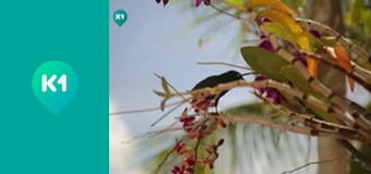 "Орел і Решка. Дайджест".