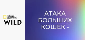 Атака больших кошек - Атака больших кошек