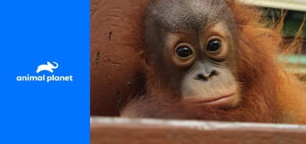 Знакомство с орангутангами S1E6