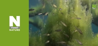 Дика Бельгія - Водний світ Дика Бельгія - Водний світ