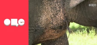 Особливості національної роботи, 2 сезон, 16 еп.