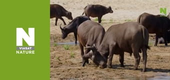 Massive Africa - MalaMala