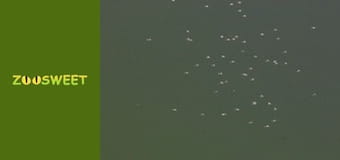 Світ дикої природи - серія 10