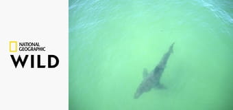 Возвращение Белой Акулы