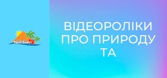 Відеороліки про природу та тварин. Відеороліки про природу та тварин.