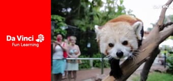 Animal Embassy - Panda and Macaw Animal Embassy - Panda and Macaw