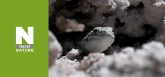 Wild Fighters - The Fight For Territory