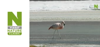 Wildest Latin America - Andes