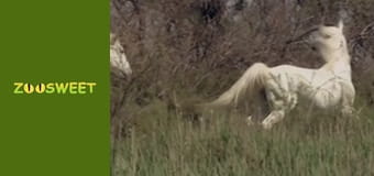 Знайомство з дикою природою, Випуск 6