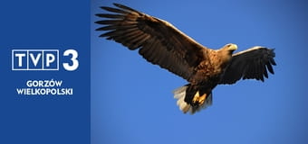 Przyrodnik na tropie E23 - Perkoz dwuczuby Przyrodnik na tropie E23 - Perkoz dwuczuby