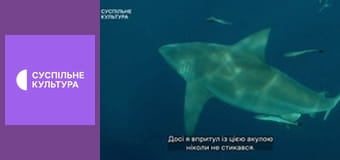 Д/с "Морські хижаки". "Бичача акула".