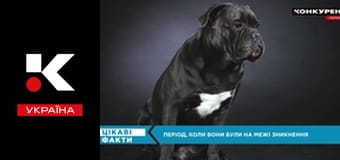 Цікаві факти.