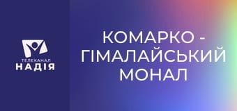 КоМарко - Гімалайський монал