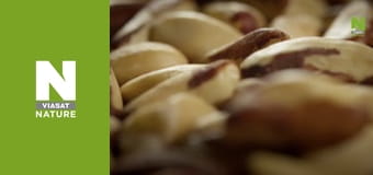 Истоки жизни - Крепкий орешек