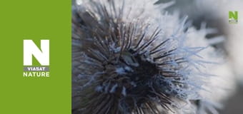 Дика Бельгія - Небесні самоцвіти