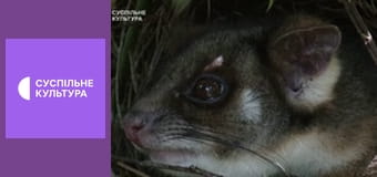 Д/с "Суперспособности животных". "Ночные животные".