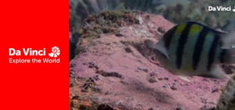 Animal Anarchists - Fish in Muddy Burrows