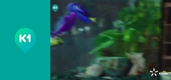 "Орел і Решка. Дайджест". "Орел і Решка. Дайджест".