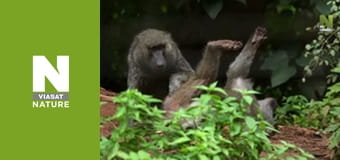 Malawi Wildlife Rescue - A Pangolin's Plight