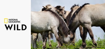 Новая дикая природа Европы S1E3 - Спасение медведей Европы Новая дикая природа Европы S1E3 - Спасение медведей Европы