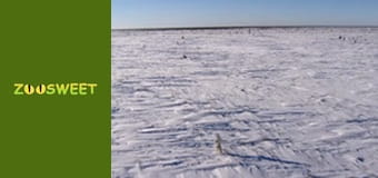 World of the Wild - episode 4