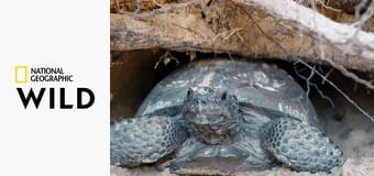 Национальные парки: США S1E3