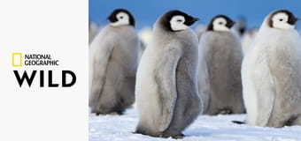 Секреты пингвинов S1E1