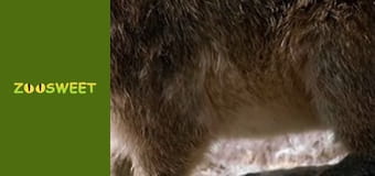 Знайомство з дикою природою, Випуск 15