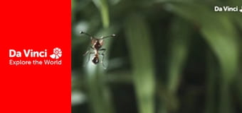 Бунтівні тварини - Дуже незвична стебельчатоока муха