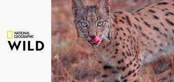 Леса Иберии: жизнь на грани S1E2 - Соперничество