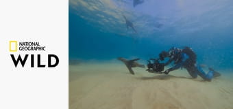 Лицом к лицу с акулами с Берти Грегори