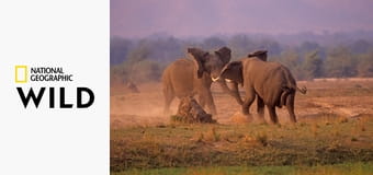 Deadly Instincts S1E6