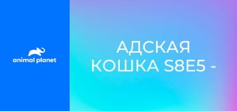 Адская кошка S8E5 - Большой кошачий переезд