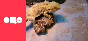 Таємний агент, 4 сезон, 7 еп.