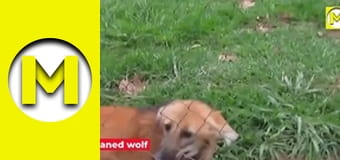 Max TV - season 1 - episode 66 Max TV - season 1 - episode 66