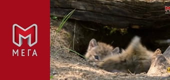 Дике серце Америки. Дике серце Америки.