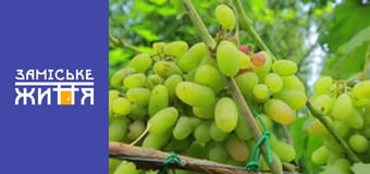 "Дачники" сезон 2 серия 29 "Дачники" сезон 2 серия 29