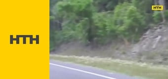 "Випадковий свідок".