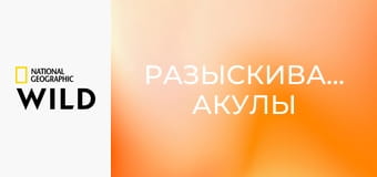 Разыскиваются: акулы