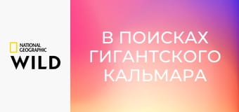 В поисках гигантского кальмара