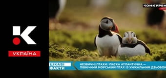 Цікаві факти.