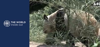 The Panda: China’s greatest treasure. Life in a mountain village. China. The Panda: China’s greatest treasure. Life in a mountain village. China.
