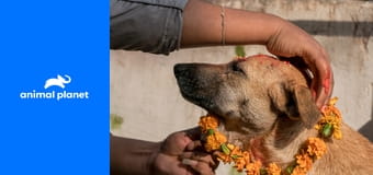 Собаки: Нерассказанная История S1E2