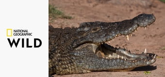 Хищники Африки S3E1 - Убийцы