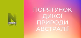 Порятунок дикої природи Австралії S1E6 - Пелікан Вінні