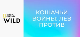Кошачьи войны: лев против гепарда