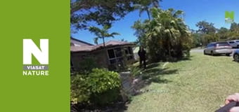 Австралійські змієлови - Жах у спальні