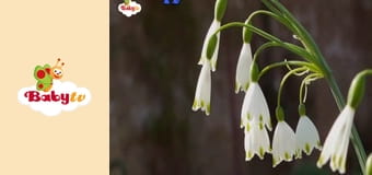 Kiku at the Home - After Hours Kiku at the Home - After Hours