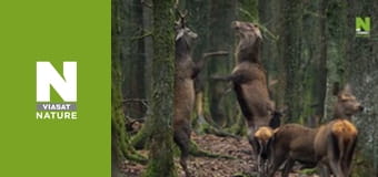 Wild Belgium - Life in the Shadows